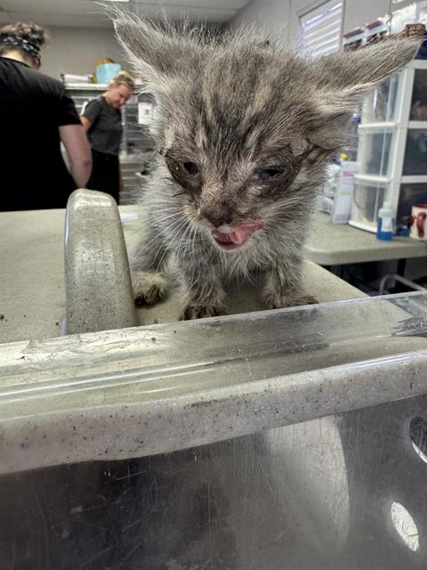 adoptable Cat in Stockton, CA named NICK GREEN