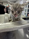 adoptable Cat in stockton, CA named NICK        GREEN