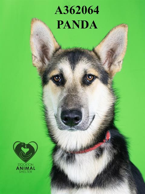 adoptable Dog in Stockton, CA named PANDA