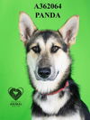 adoptable Dog in stockton, CA named PANDA