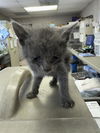 adoptable Cat in stockton, CA named SALLY