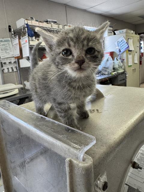 adoptable Cat in Stockton, CA named RICKY