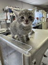 adoptable Cat in stockton, CA named RICKY