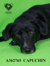 adoptable Dog in  named CAPUCHIN