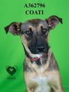 adoptable Dog in stockton, CA named COATI