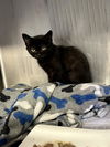 adoptable Cat in stockton, CA named RILEY