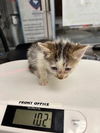 adoptable Cat in stockton, CA named DWAYNE THE ROCK