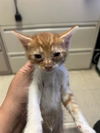 adoptable Cat in stockton, CA named SPIKE