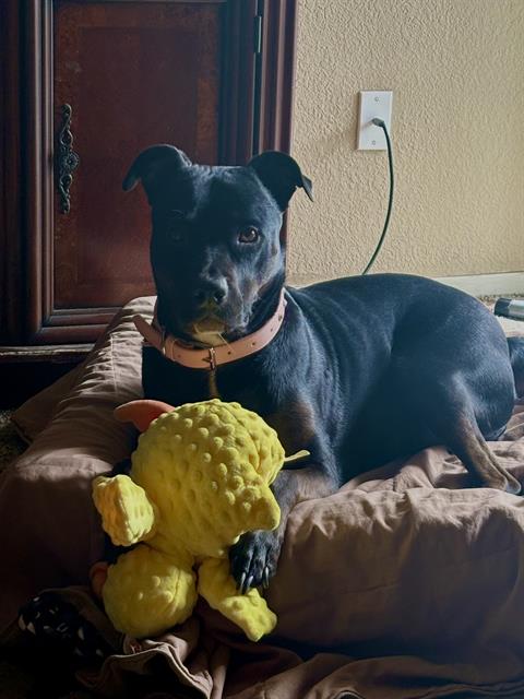 adoptable Dog in Stockton, CA named BABY GIRL