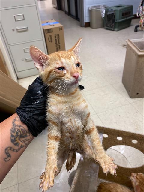adoptable Cat in Stockton, CA named PEYTON
