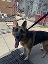 adoptable Dog in Stockton, CA named HAWKEYE