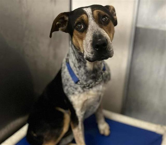 adoptable Dog in Stockton, CA named RUSTY
