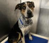 adoptable Dog in stockton, CA named RUSTY