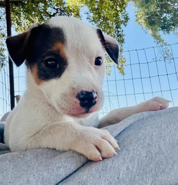 adoptable Dog in Stockton, CA named STRAWBERRY