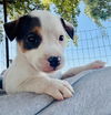 adoptable Dog in stockton, CA named STRAWBERRY