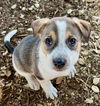 adoptable Dog in stockton, CA named BLUEBERRY