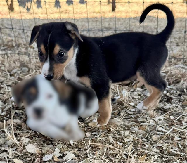 adoptable Dog in Stockton, CA named BILBERRY