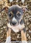 adoptable Dog in stockton, CA named RASPBERRY