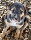 adoptable Dog in stockton, CA named CRANBERRY