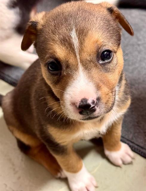 adoptable Dog in Stockton, CA named ELDERBERRY