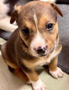 adoptable Dog in stockton, CA named ELDERBERRY