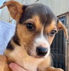 adoptable Dog in Stockton, CA named KIWIBERRY