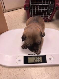 adoptable Dog in Stockton, CA named VELMA
