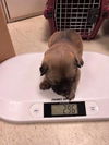 adoptable Dog in stockton, CA named VELMA