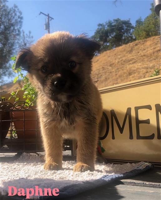 adoptable Dog in Stockton, CA named DAPHNE
