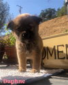 adoptable Dog in stockton, CA named DAPHNE