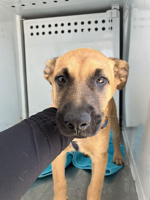 adoptable Dog in Stockton, CA named BARRI