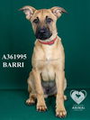 adoptable Dog in Stockton, CA named BARRI