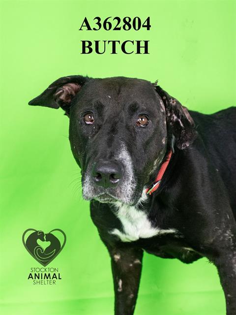 adoptable Dog in Stockton, CA named BUTCH