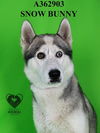 adoptable Dog in stockton, CA named SNOW BUNNY