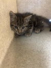 adoptable Cat in stockton, CA named WINSTON