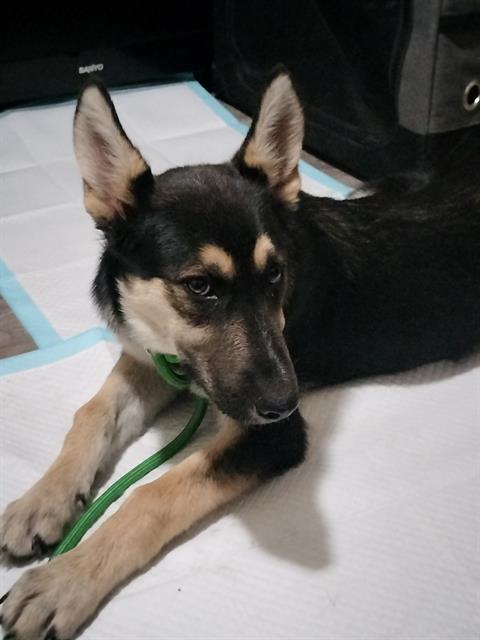 adoptable Dog in Stockton, CA named WILLOW