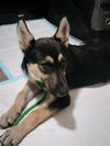 adoptable Dog in stockton, CA named WILLOW
