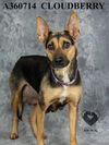 adoptable Dog in Stockton, CA named CLOUDBERRY