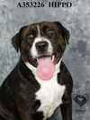 adoptable Dog in Stockton, CA named HIPPO