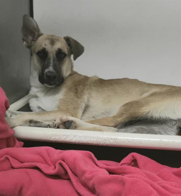 adoptable Dog in Stockton, CA named BUCK