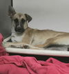 adoptable Dog in stockton, CA named BUCK