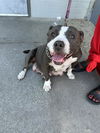 adoptable Dog in Stockton, CA named LITTLE MAMA