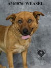 adoptable Dog in stockton, CA named WEASEL