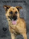 adoptable Dog in stockton, CA named OPPOSSUM