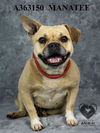 adoptable Dog in  named MANATEE