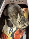 adoptable Cat in Stockton, CA named MAMMA K