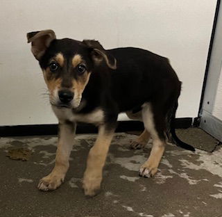 adoptable Dog in Stockton, CA named KIT FOX