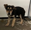 adoptable Dog in Stockton, CA named KIT FOX