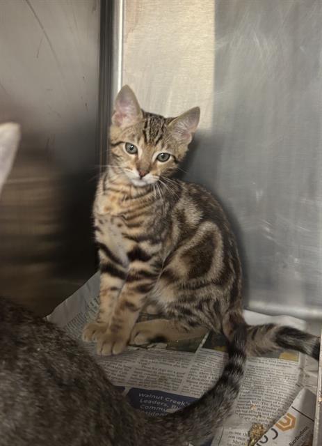 adoptable Cat in Stockton, CA named TATER