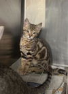 adoptable Cat in stockton, CA named TATER